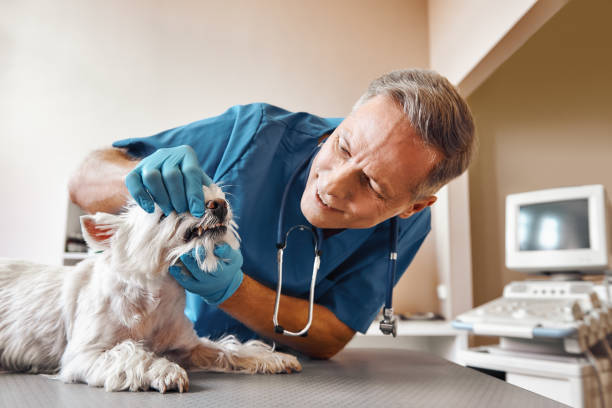 Best Emergency Dentist for Knocked-Out Tooth in Burlington, VT